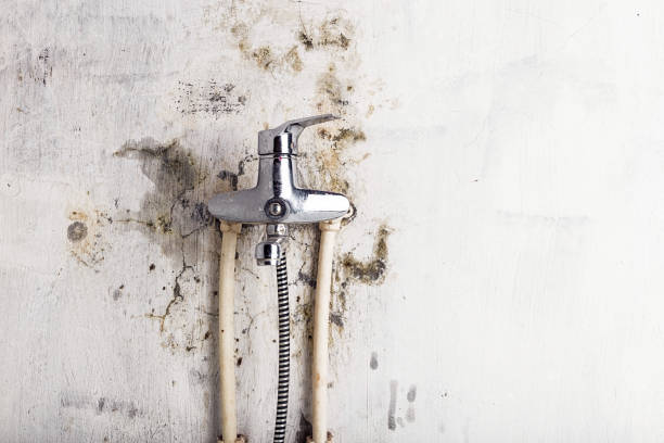 Best Best Mold Removal Companies  in North Bennington, VT