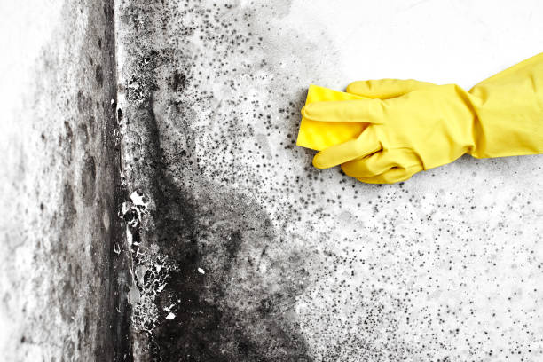 Best Crawl Space Mold Removal  in North Bennington, VT