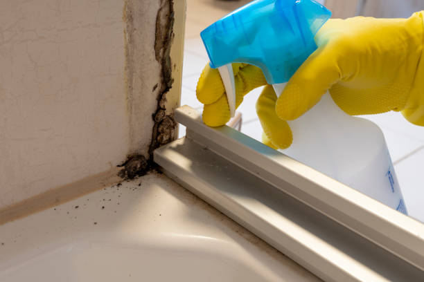 Best Emergency Mold Removal  in North Bennington, VT
