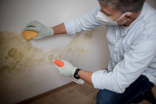 Best Attic Mold Removal  in North Bennington, VT
