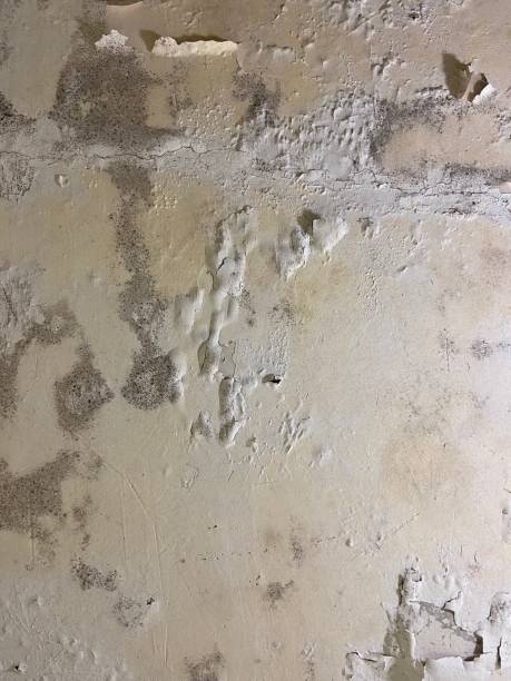 North Bennington, VT Mold Removal Company