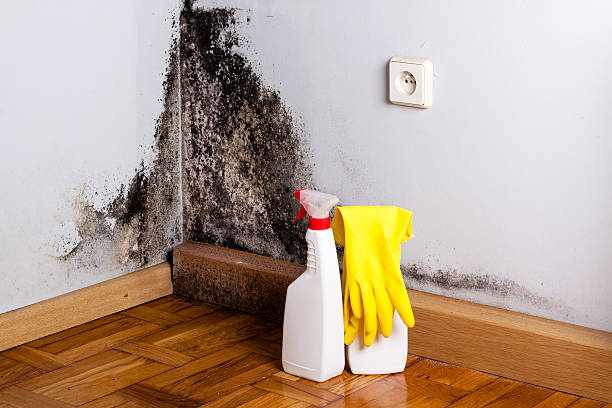 Home Mold Removal in North Bennington, VT