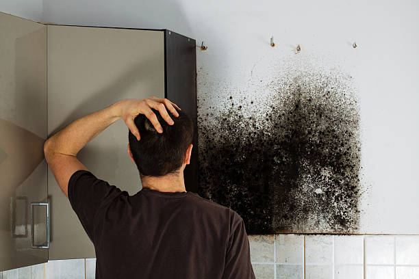Best Local Mold Removal Service  in North Bennington, VT