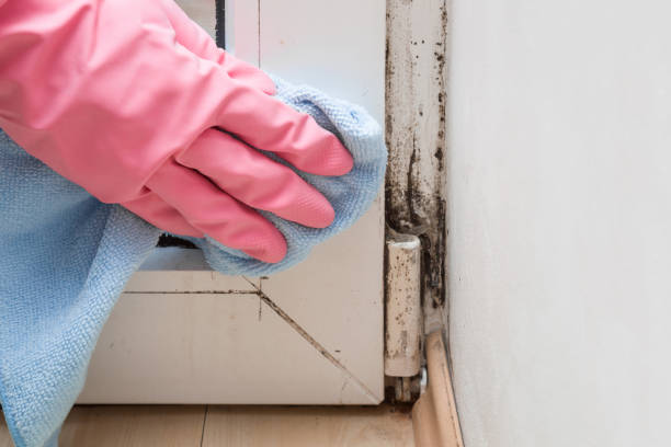 Best Commercial Mold Removal  in North Bennington, VT